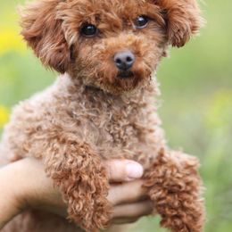 Gingersnap - Poodle