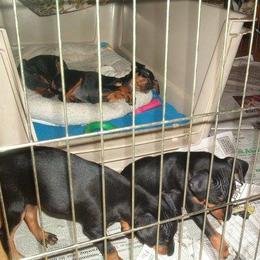 Manchester Terrier Puppies from WhirlWynd Manchester Terriers
