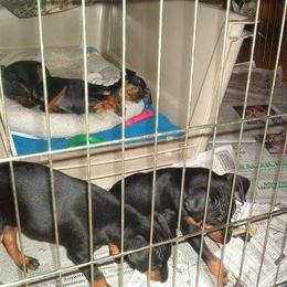 Manchester Terrier Puppies from WhirlWynd Manchester Terriers