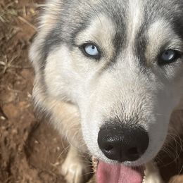 Luna - Siberian Husky