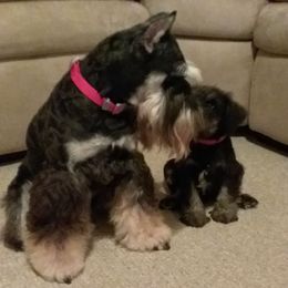 Quinn - Miniature Schnauzer