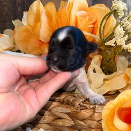 Mighty Mouse - Parti male Yorkshire Terrier puppy in Howe, Oklahoma from Ray Holder