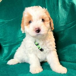 Hamm - Parti male Goldendoodle puppy in Peoria,  Az, Arizona from Not Just "Golden" Doodles