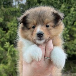 Lorca - Sable and white Shetland Sheepdog puppy in Bainbridge, New York from Royal Tea Shelties