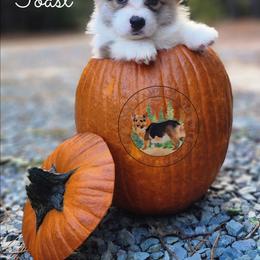 Toast - Red male Pembroke Welsh Corgi puppy in Cameron, North Carolina from Butts Family Corgis