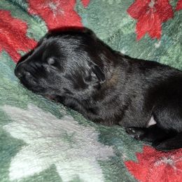 Orange Collar - Fawn sable male Belgian Malinois puppy in Trenton, Georgia from Laeknir K9