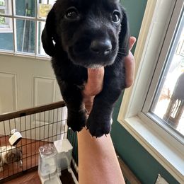 Dachshund Puppies from Memaw’s Minis Babies Doxies