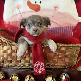 2  boy BRUNO - Blue and tan male Chihuahua puppy in Polo, Missouri from Blue Tails Farm