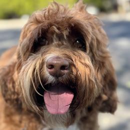 Missy - Australian Labradoodle