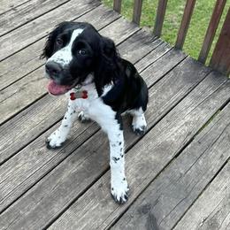 English Springer Spaniel All Grown Up from Bristol’s Southern Spaniels