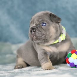 Nala - Tricolors female French Bulldog puppy in Punta Gorda, Florida from Mingan French Bulldog