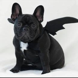 French Bulldog Puppies from Legend French Bulldogs