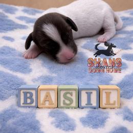 Basil - Piebald male Dachshund puppy in Hockley, Texas from Shans Down Home Doxies