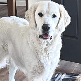 Elle - Golden Retriever