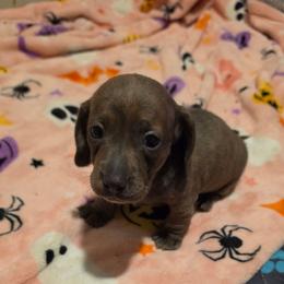 Blue Bird - Blue and tan female Dachshund puppy in El Paso, Texas from Mells Weenies