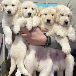 Golden Retriever Puppies from Shupe’s Sweet Southern Goldens
