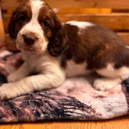 Mabel - Tri-Roan female English Springer Spaniel puppy in Braidwood, Illinois from A & R Springers