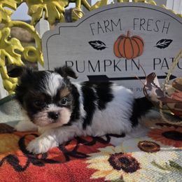 Sullivan - Black male Mi-Ki puppy in Oakley, Michigan from BFF Mi-Kis