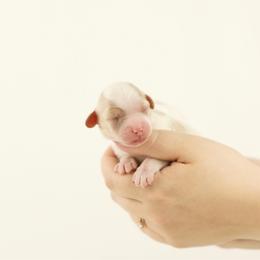 White Collar Girl - Blenheim female Cavapoo puppy in Republic, Missouri from Red Skye Puppies