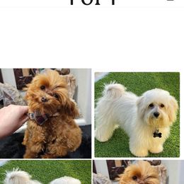 Boy 1 - Apricot male Maltipoo puppy in Las Vegas, Nevada from Maltipoo_vegas