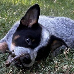 Shiloh - Blue speckled female Australian Cattle Dog puppy in Red Bluff, California from Route 99 Heelers