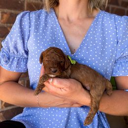 Sundae - Red  male Poodle puppy in West Haven, Utah from Split Mountain Doodles