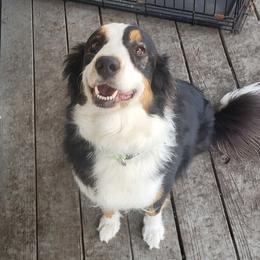 Australian Shepherd puppies from TGIF Doxies