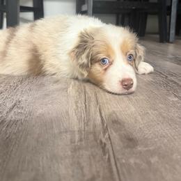 Marshmallow - Red merle male Australian Shepherd puppy in San Tan Valley, Arizona from FaithsAussies