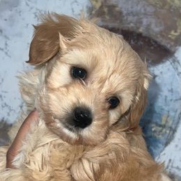 Shihpoos from Designer Shihpoos