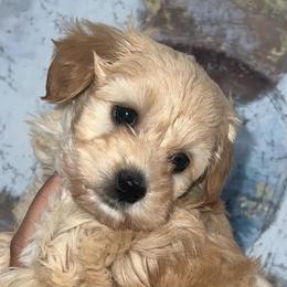 Shihpoos from Designer Shihpoos