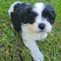 "Jack" Shihpoo Puppies from Perfect Companion Puppies