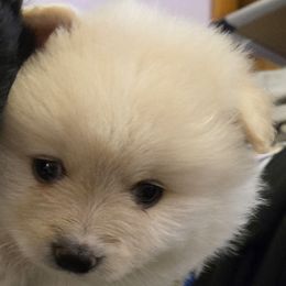 Snowflake Male - White Pomeranian puppy in Mays Landing, New Jersey from KB Pom Pups