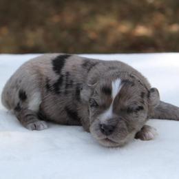 Linus - Blue merle male Miniature Australian Shepherd puppy in Bauxite, Arkansas from J & B Mini Aussies