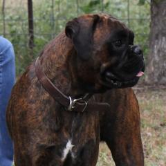 Trinity - Boxer