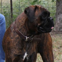 Trinity - Boxer