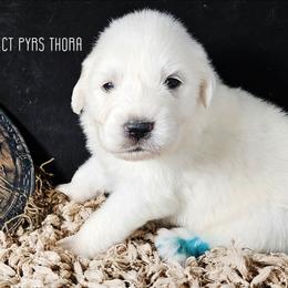 THORA - White female Great Pyrenees puppy in Trinidad, Colorado from Prospect Pyrenees