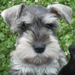 Miniature Schnauzers from Ivies House of Schnauzers
