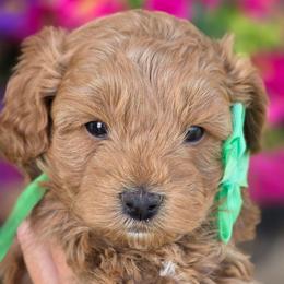 Ryder - Apricot male Cavapoo puppy in Vernon, Texas from Sugarland's Texas Goldendoodles