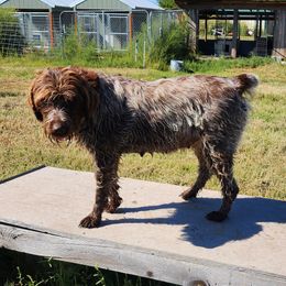Iris - Wirehaired Pointing Griffon