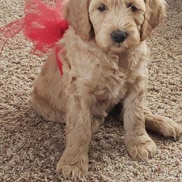 Goldendoodle Puppies from Penny Doodles