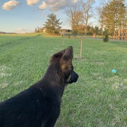 German Shepherd Puppies from Kaleef German Shepherds