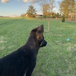 German Shepherd Puppies from Kaleef German Shepherds