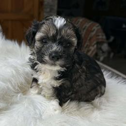 Black sable boy - Black gold and white male Shihpoo puppy in Newark, Ohio from Gemini Kennels
