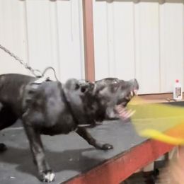 Cane Corso and Miniature Schnauzers from P1FamilyCanines