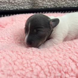 Cinderella 4 - Gray (blue) female Dachshund puppy in Scottdale, Pennsylvania from Our Sweet Dachshund Farm