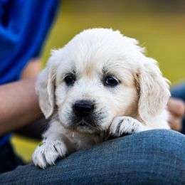 Golden Retriever Puppies from Coconut Cream Goldens