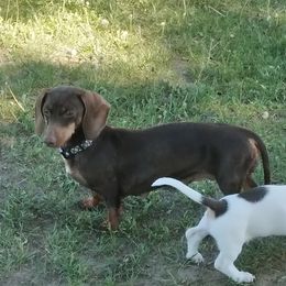 Zo-zo - Dachshund