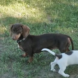 Zo-zo - Dachshund
