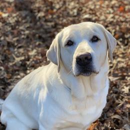 Minnie - Labrador Retriever