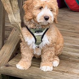 Australian Labradoodle Puppies from Catskill Country Labradoodles